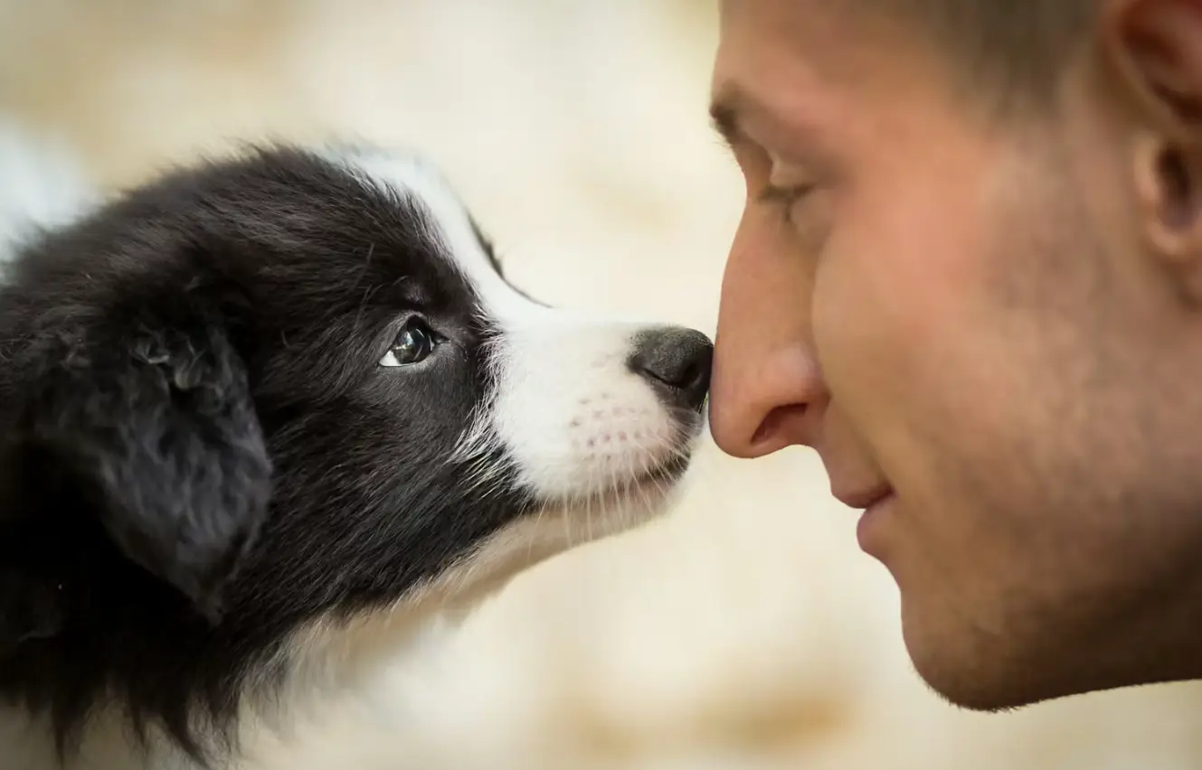 Smart pet collar and feeder