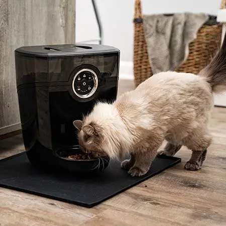Auto feeder with bowl
