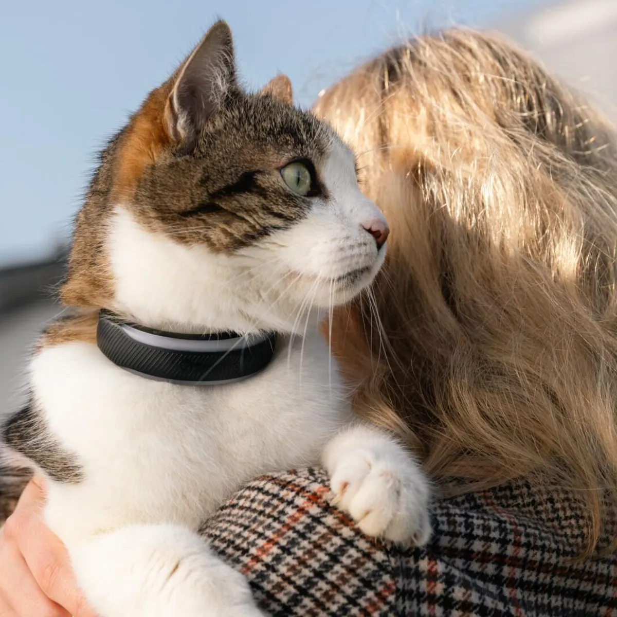 GPS tracker on a cat
